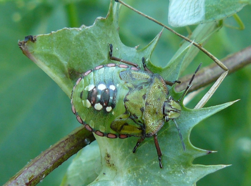 Neanidi di Nezara viridula?