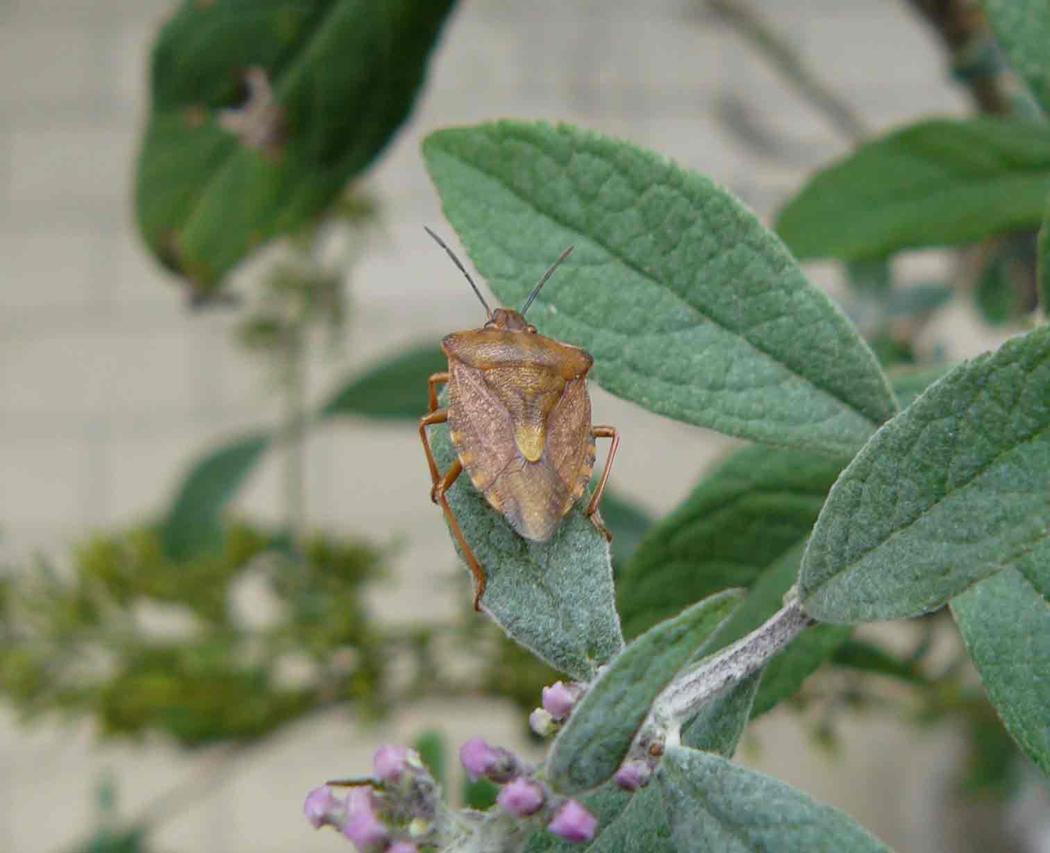 Pentatomidae: Carpocoris purpureipennis della Lombardia