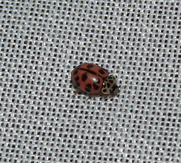 coccinella (Oenopia conglobata?)