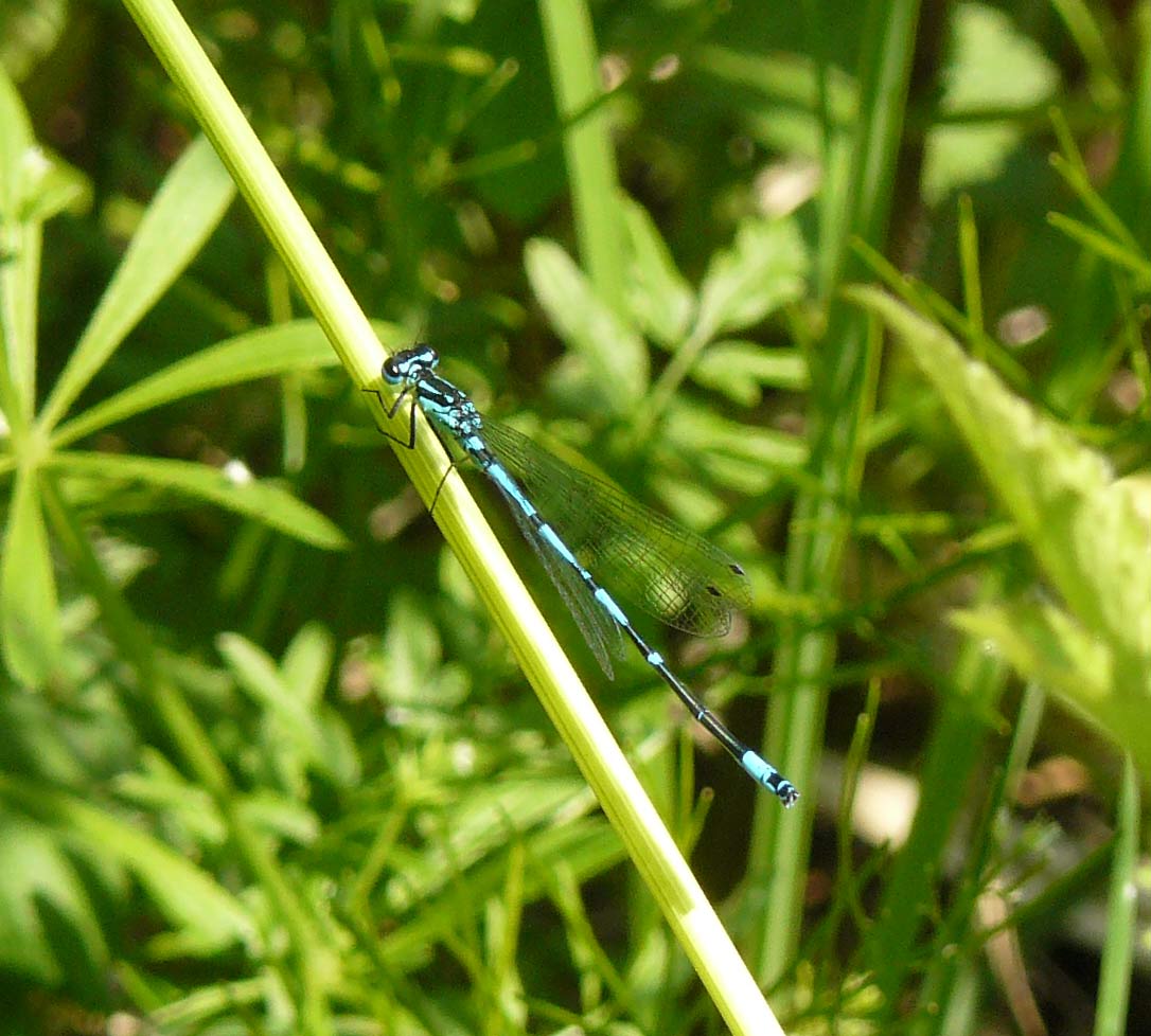 maschio di Coenagrion pulchellum?