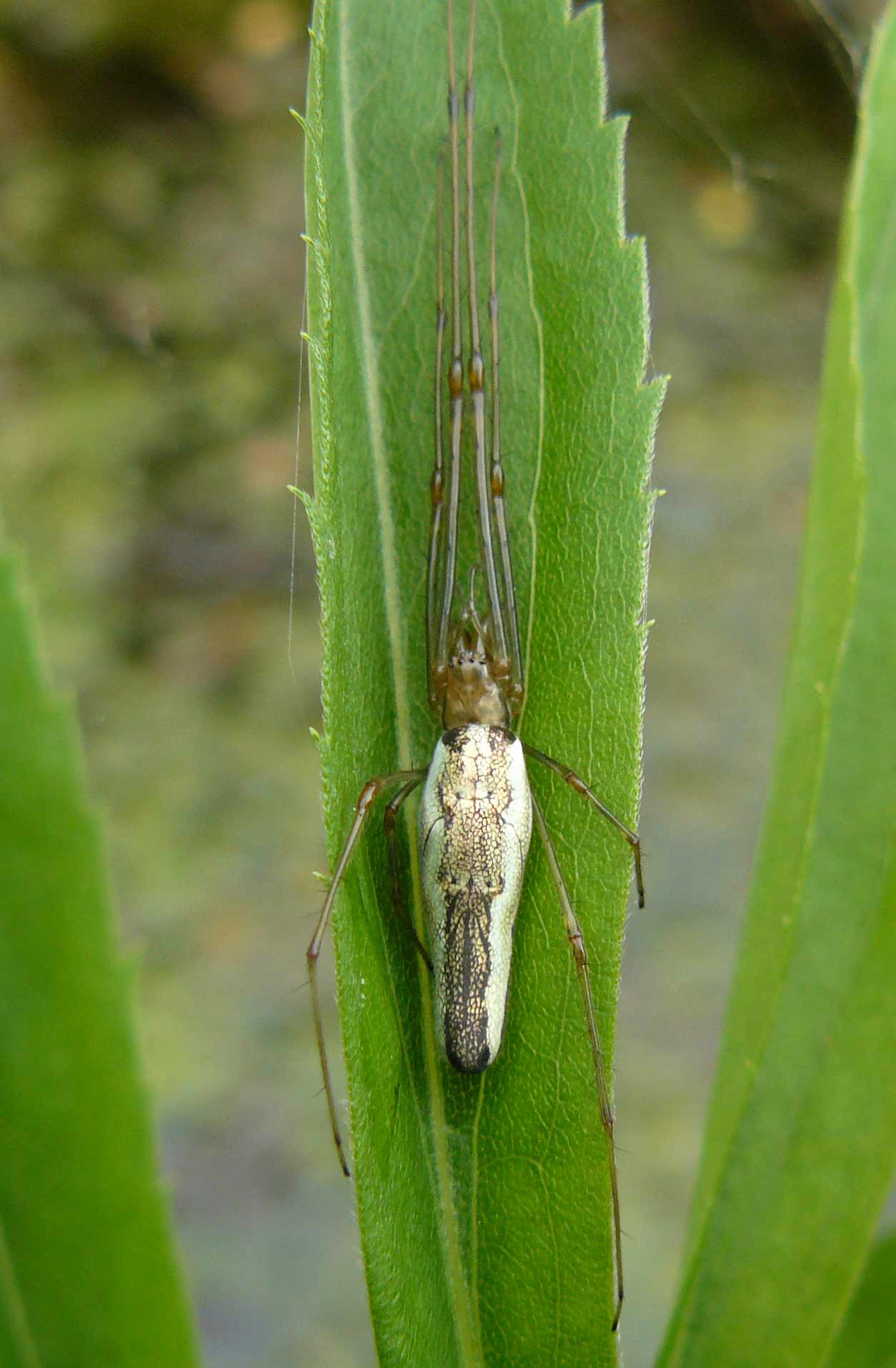 Tetragnatha sp.