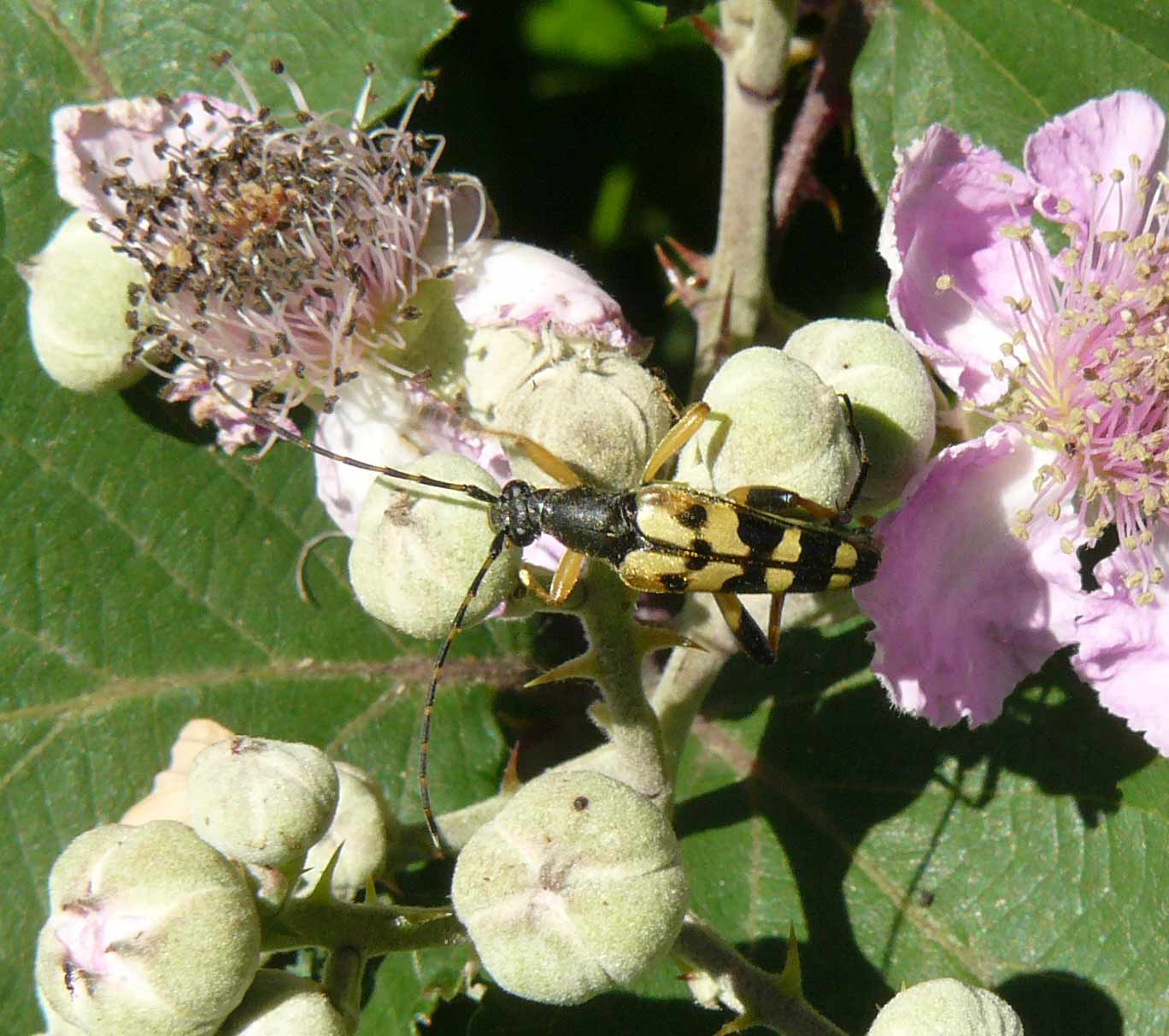 Rutpela maculata maculata