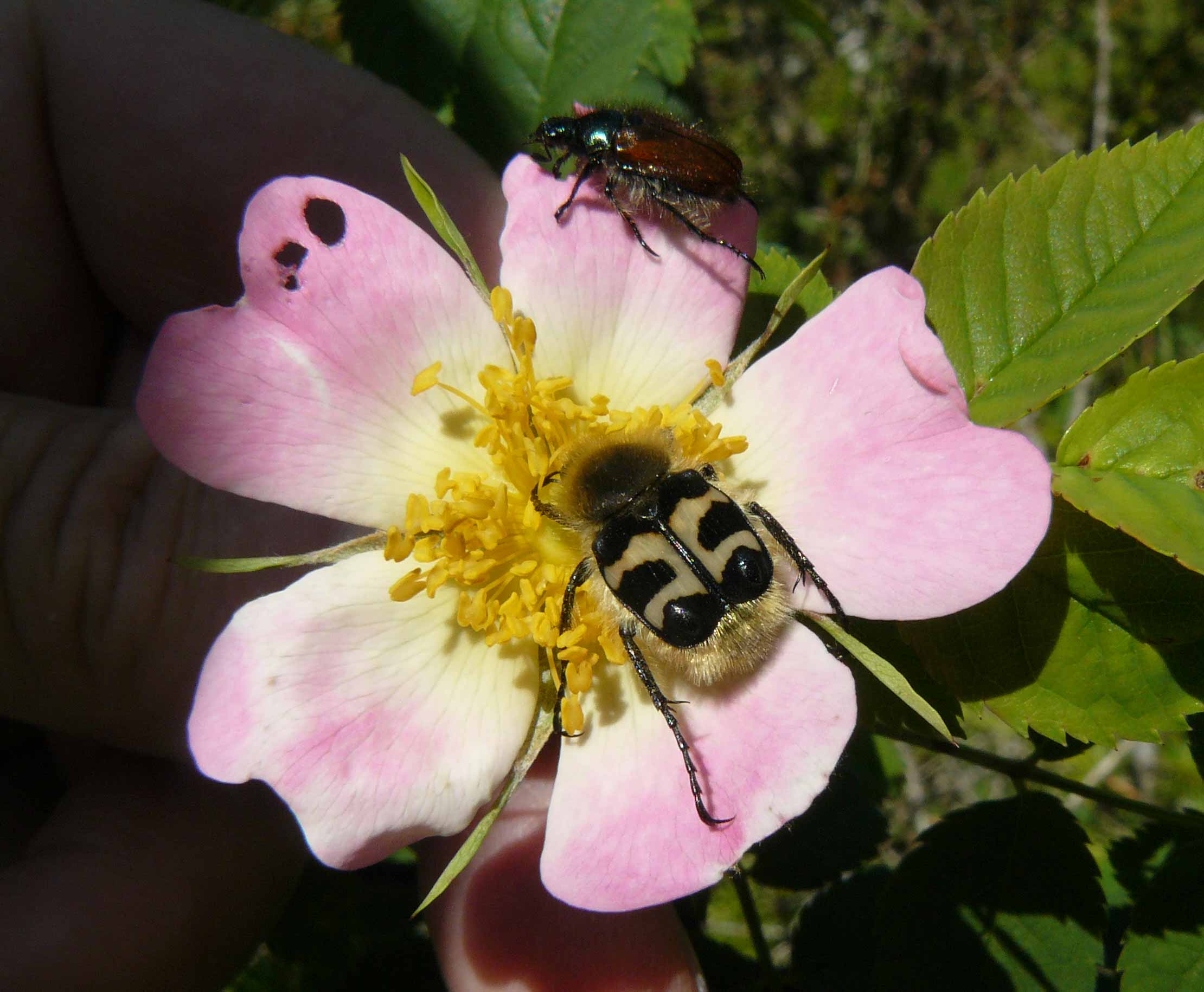 Trichius fasciatus e ???