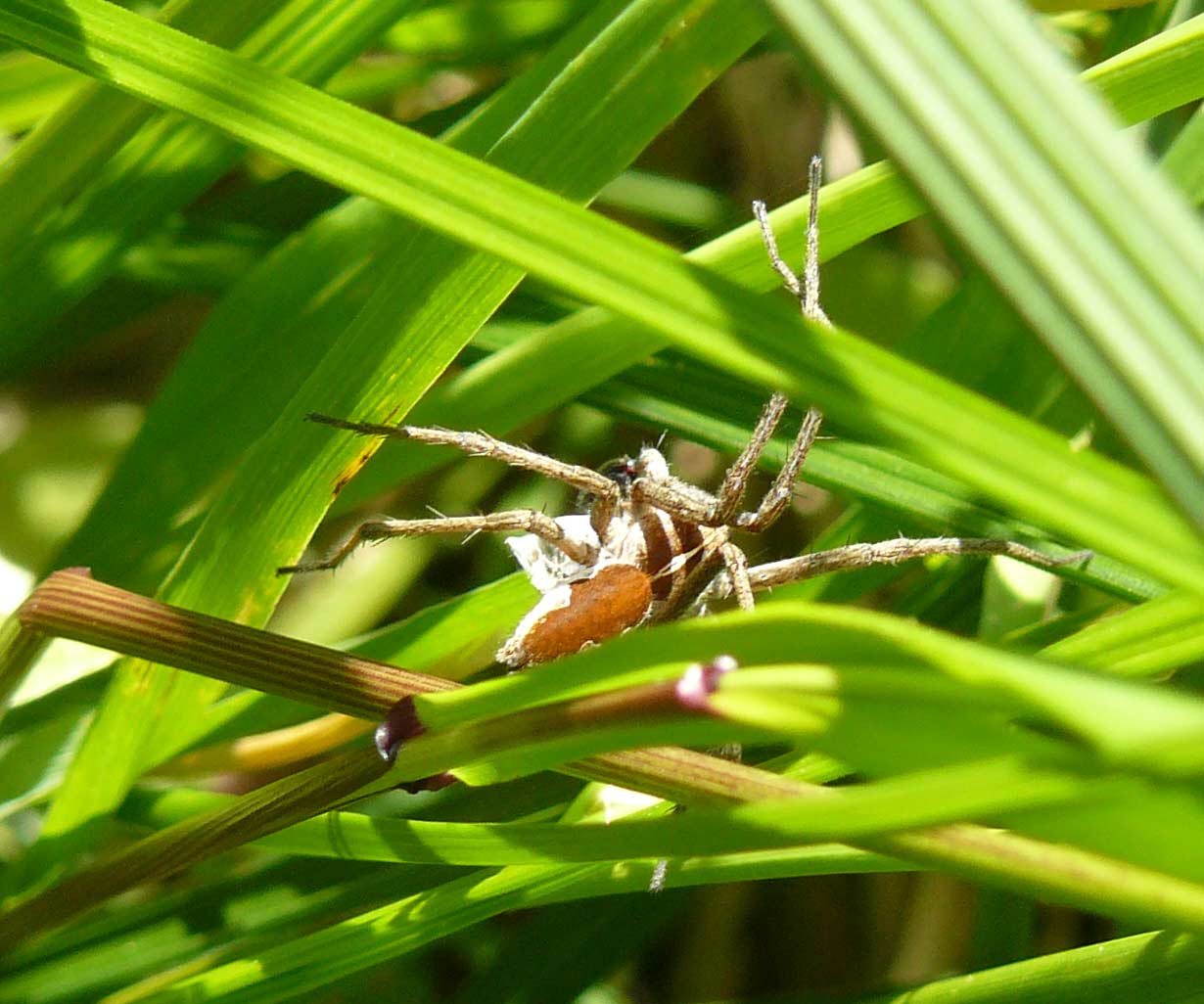 Pisaura sp.