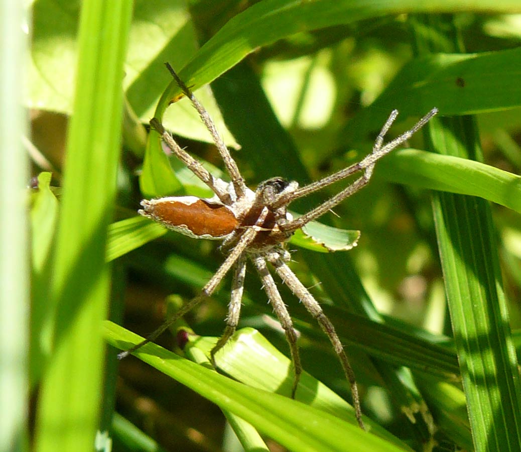 Pisaura sp.