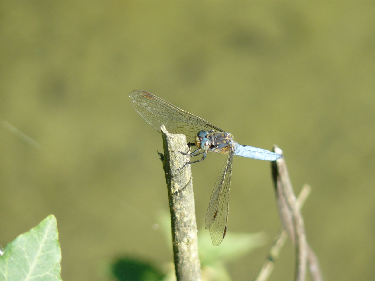 Orthetrum coerulscens?