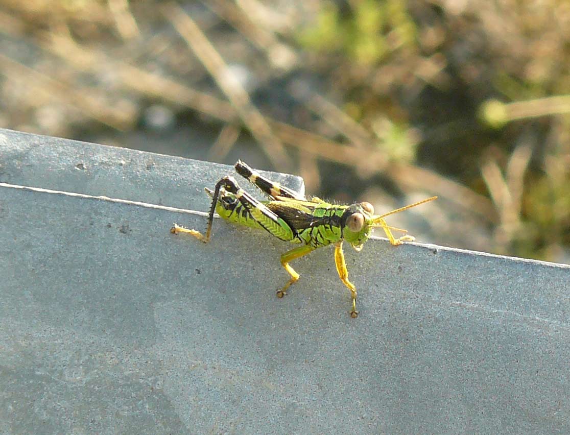 Nadigella formosanta