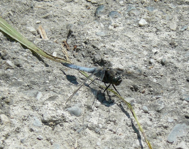 Orthetrum faccia nera...