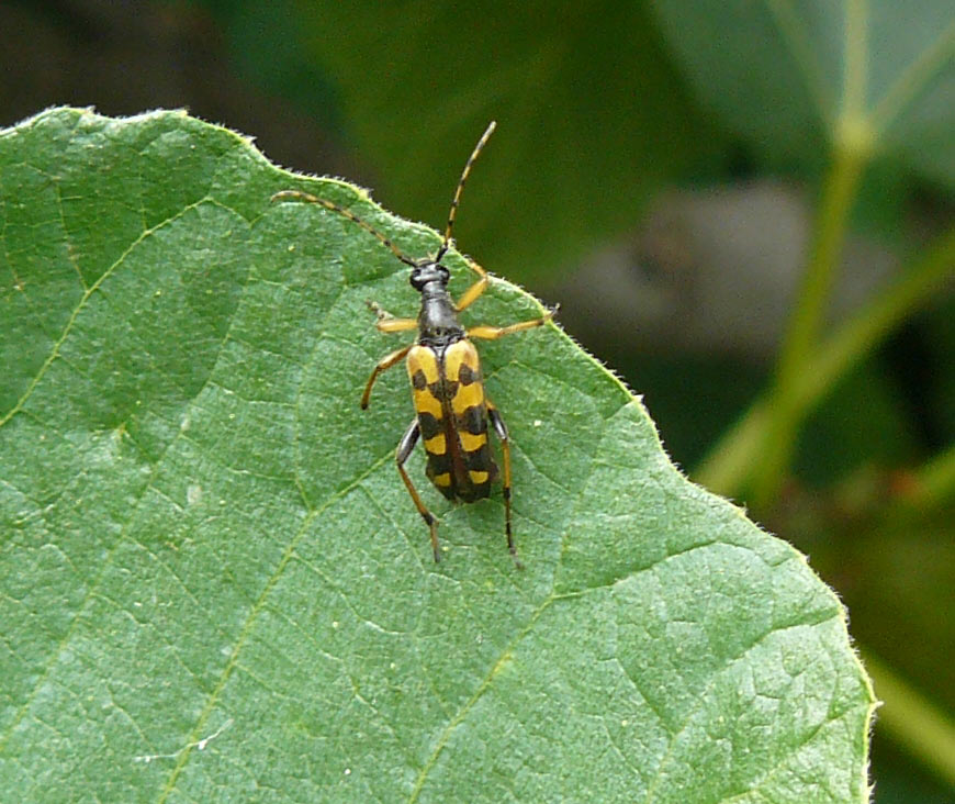 Rutpela maculata maculata