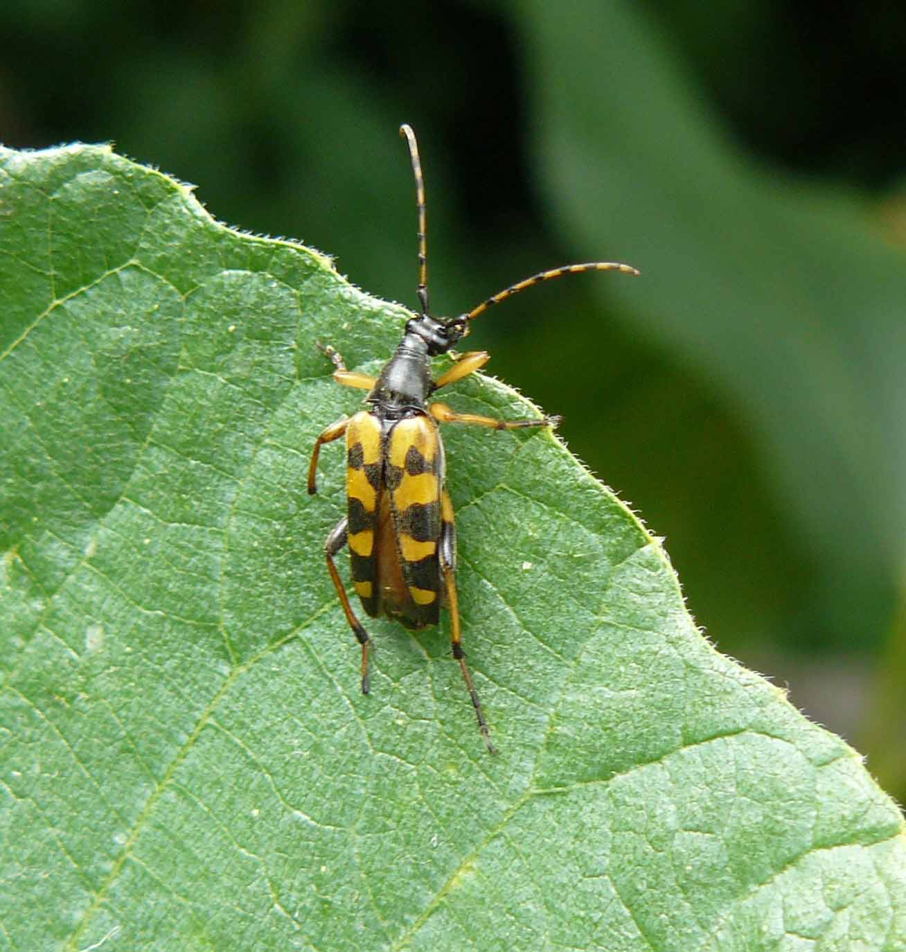 Rutpela maculata maculata