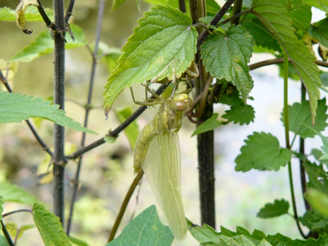 Orthetrum cancellatum?