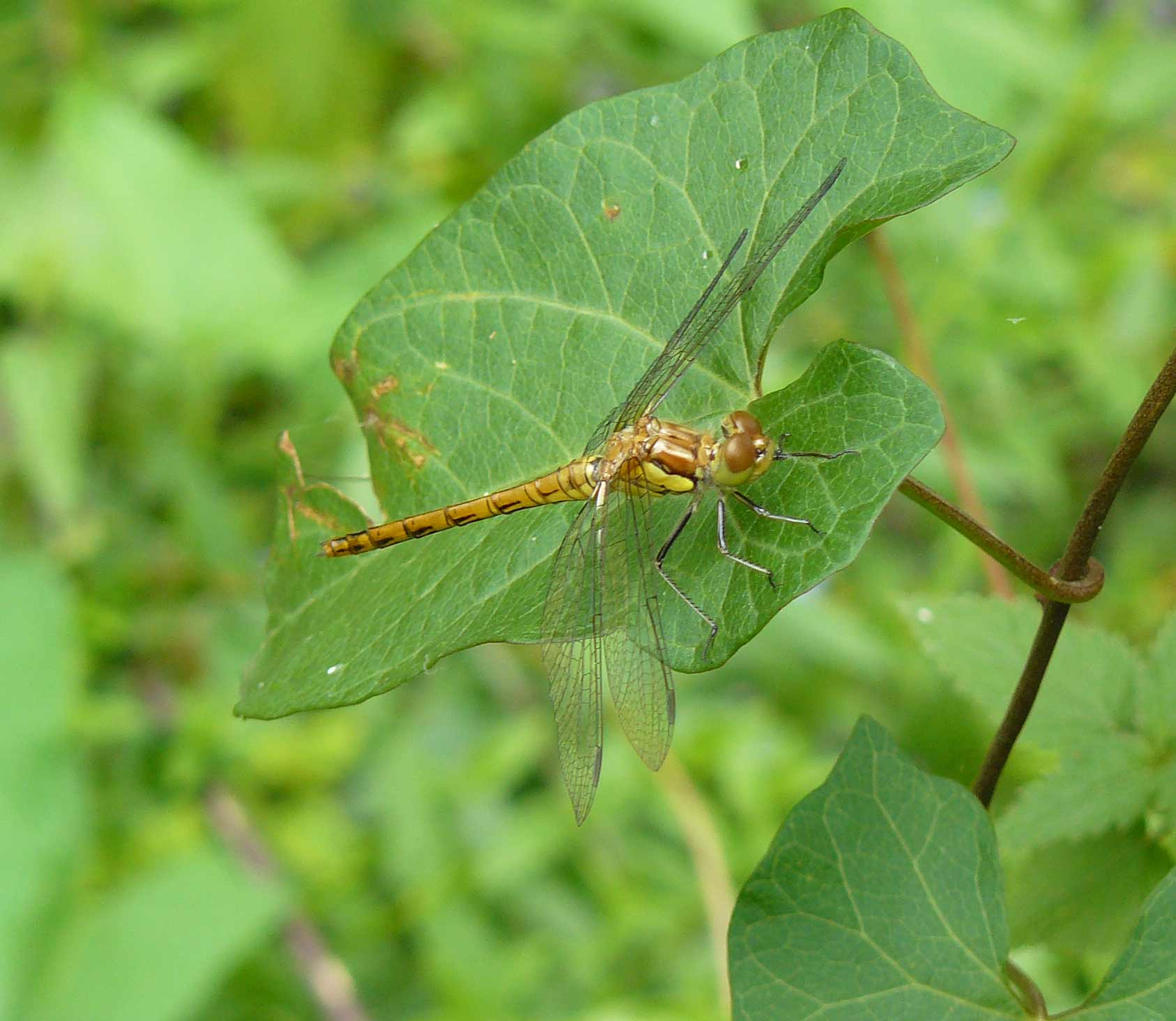 Sympetrum ... autumni