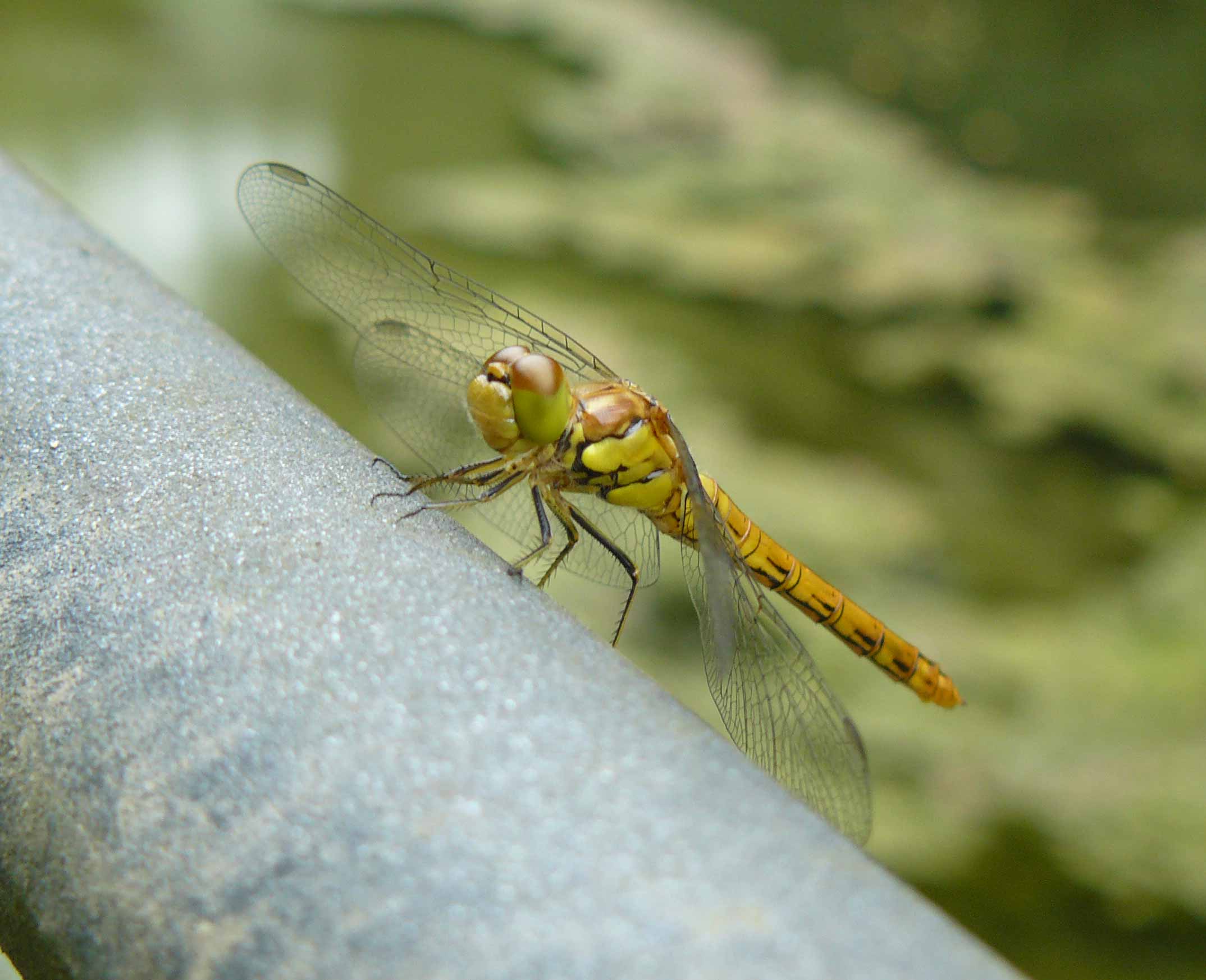 Sympetrum ... autumni