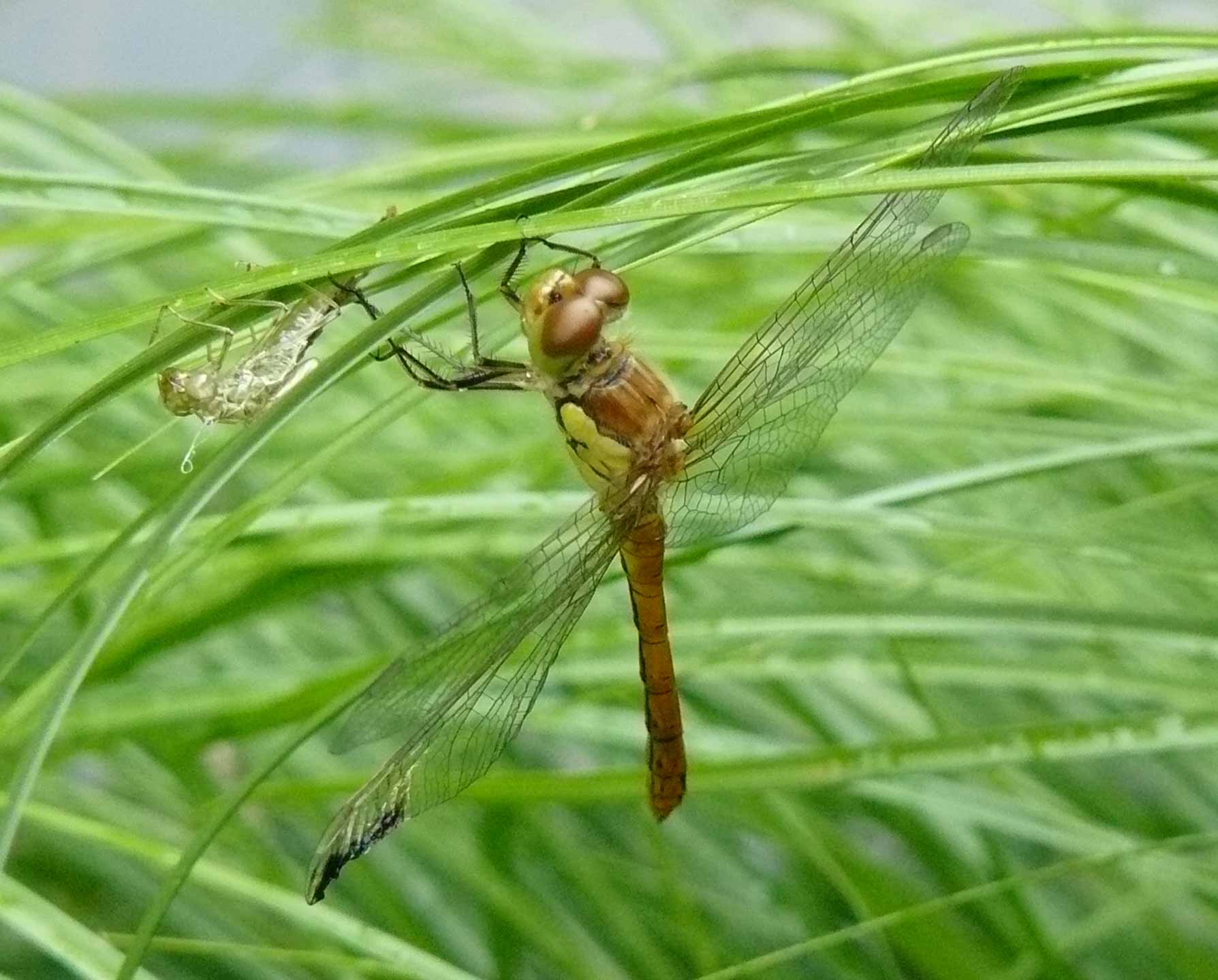 Sympetrum ... autumni