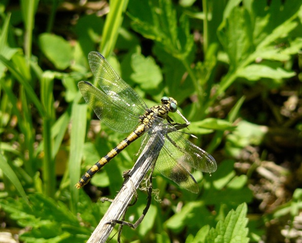 Onychogomphus forcipatus f