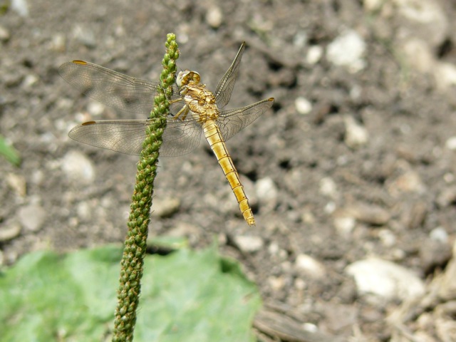 Orthetrum brunneum?