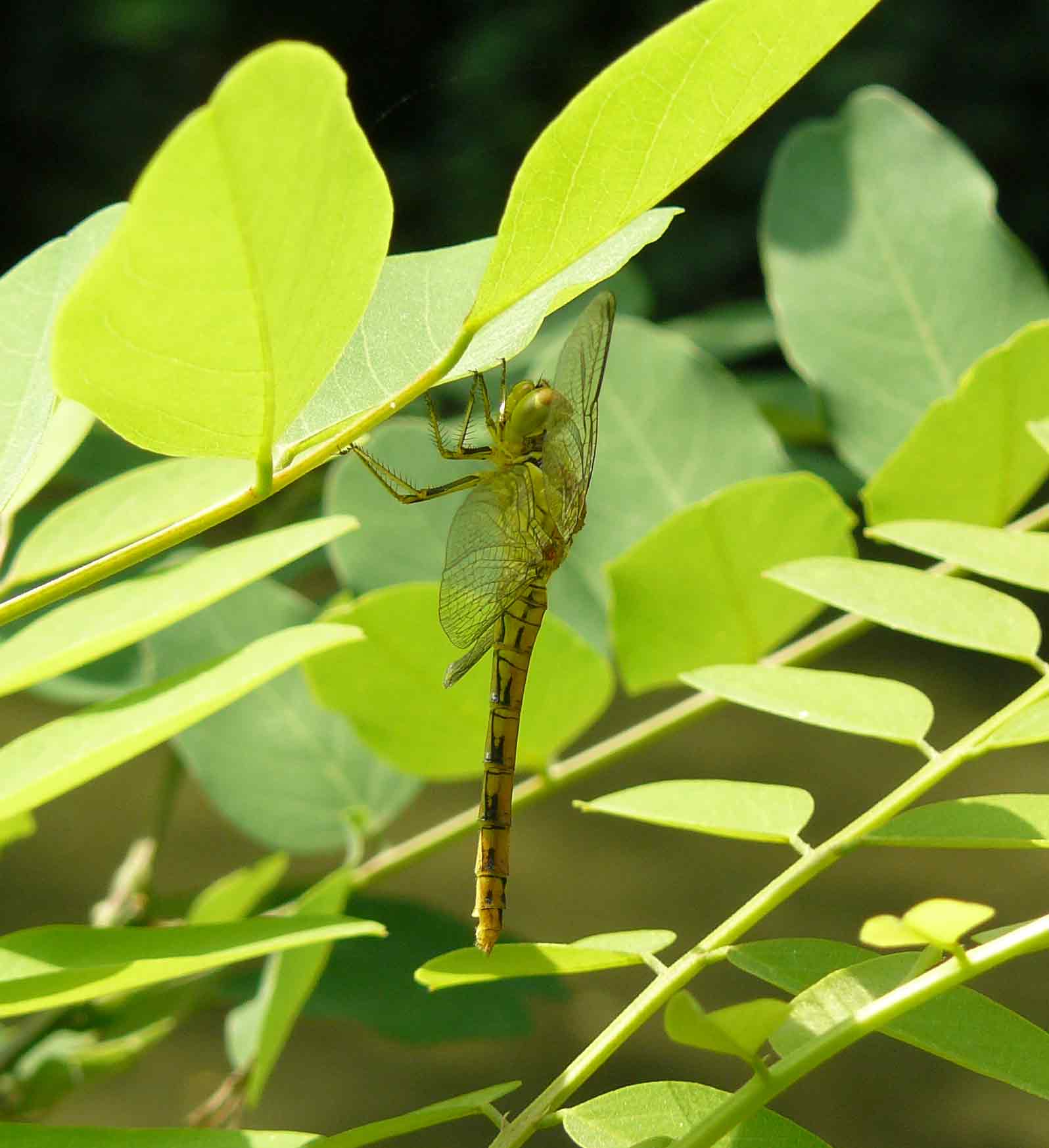 Sympetrum striolatum?