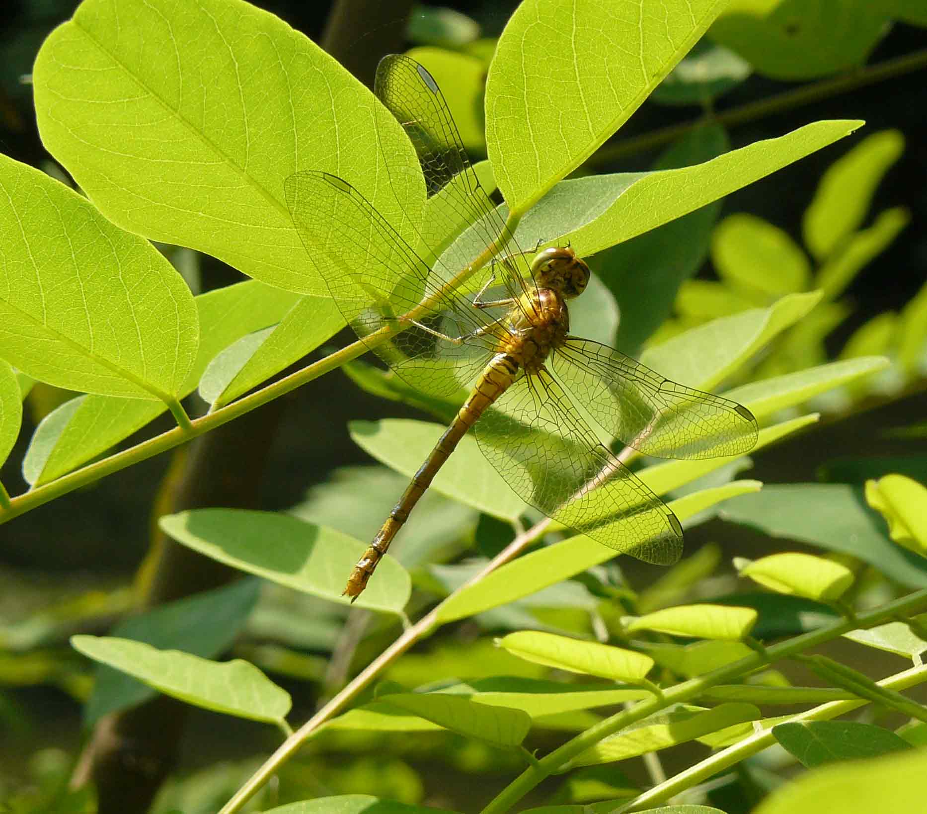 Sympetrum ma quale?