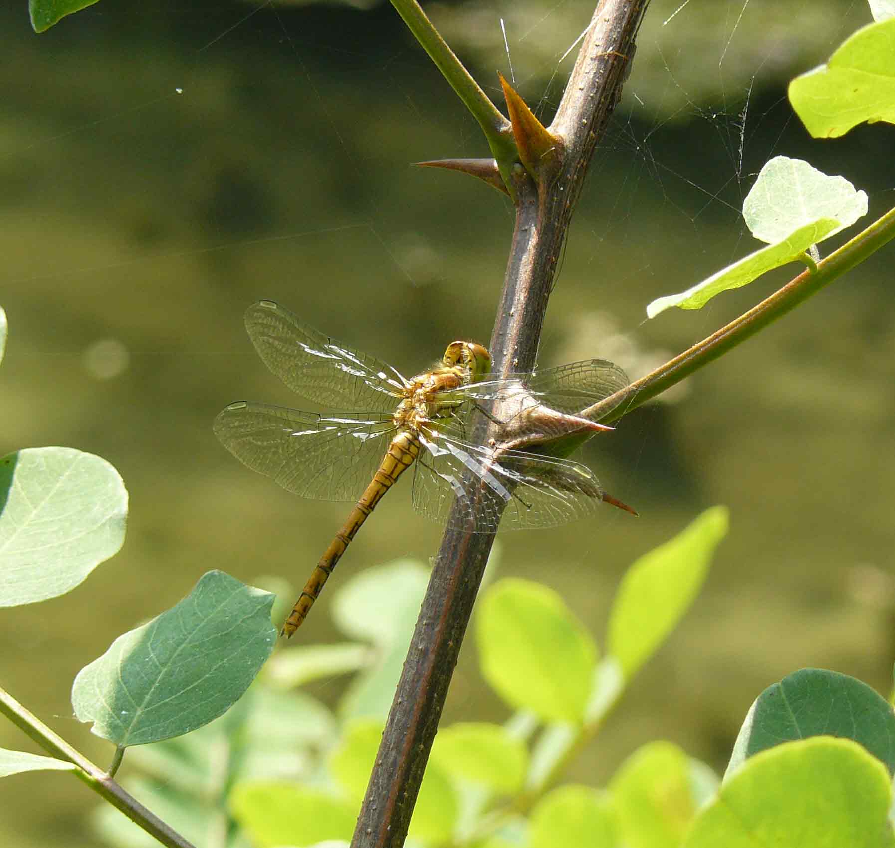 Sympetrum striolatum