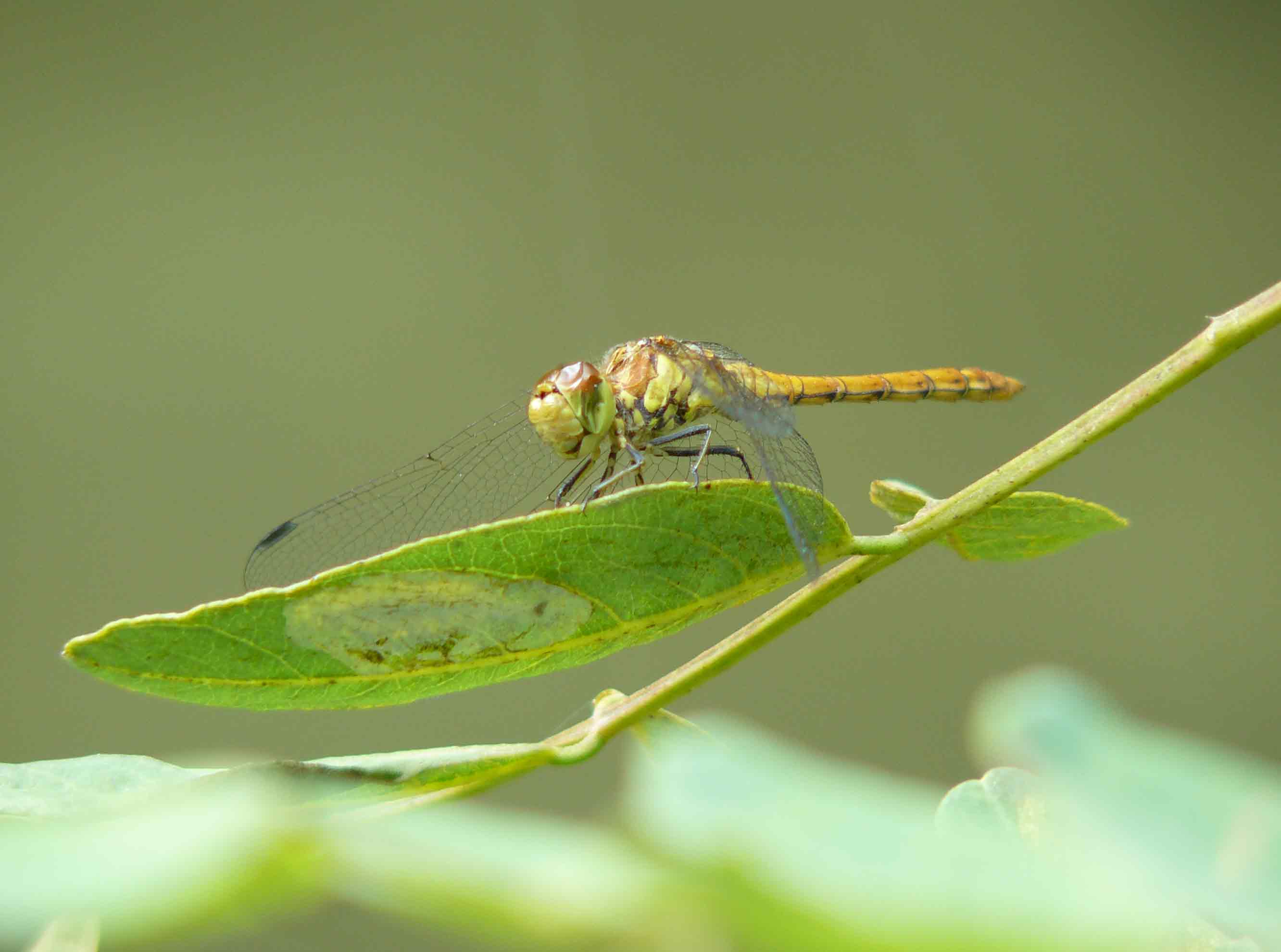 un Sympetrum e due domande