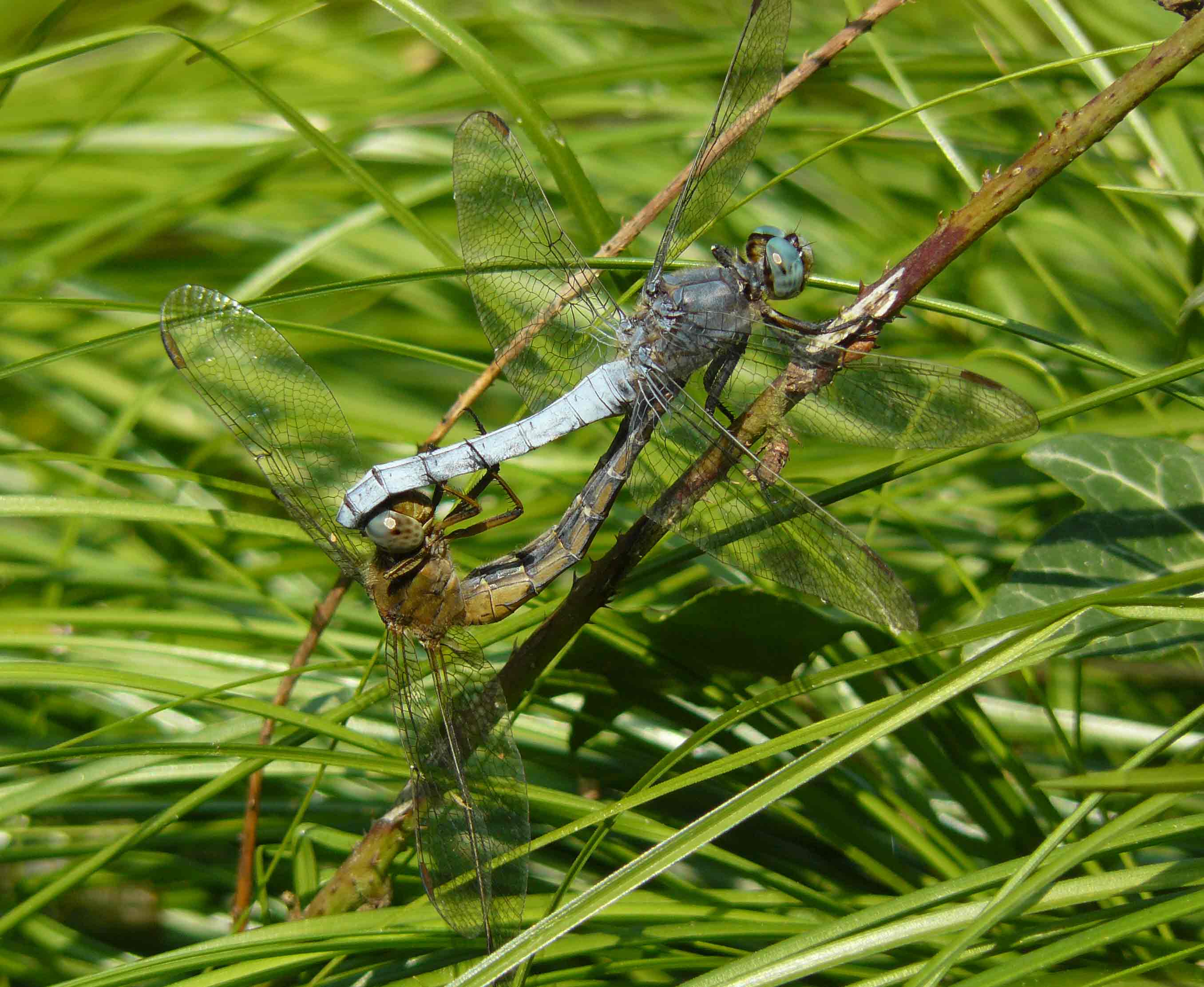 Orthetrum coerulscens, accoppiamento