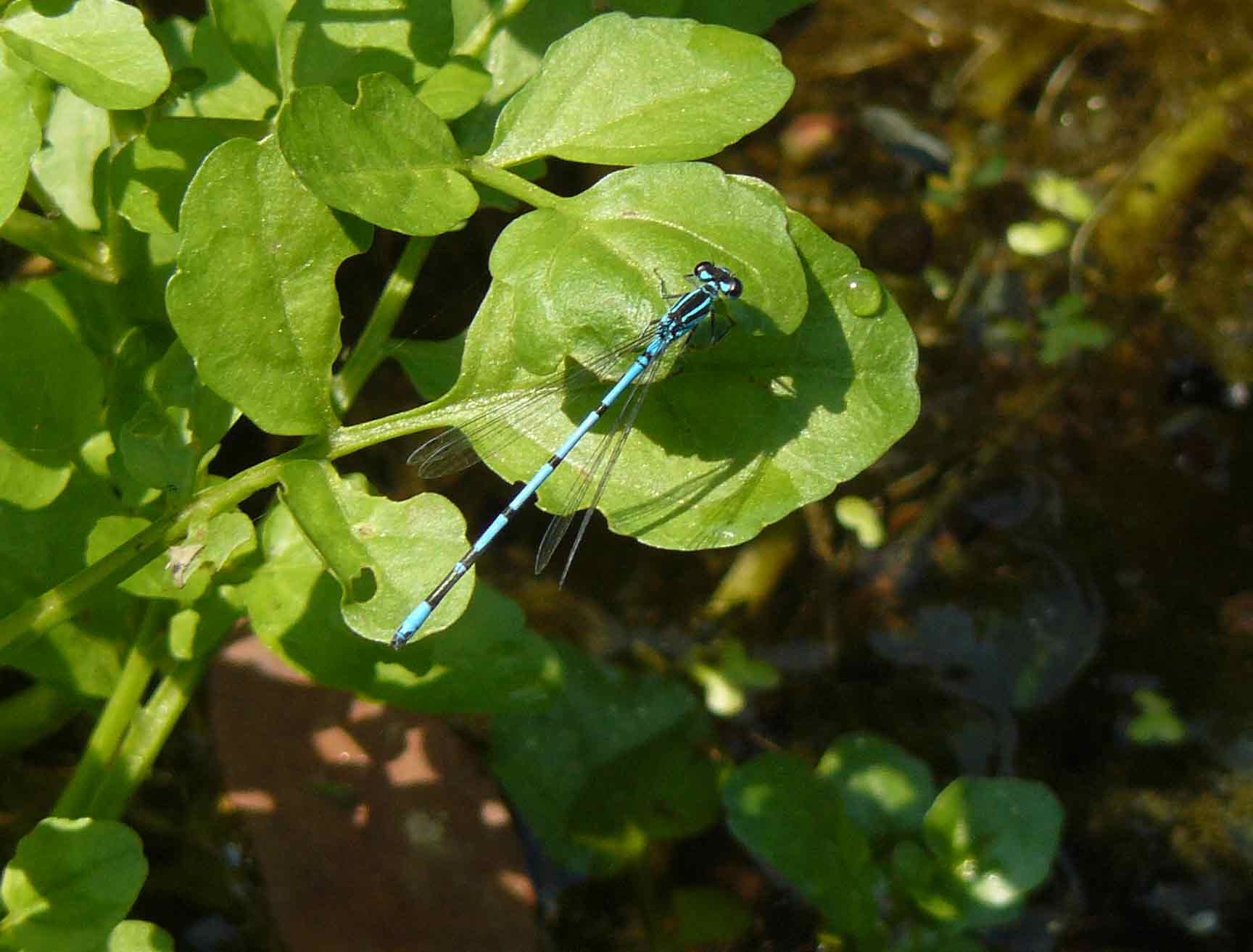 Coenagrion puella?