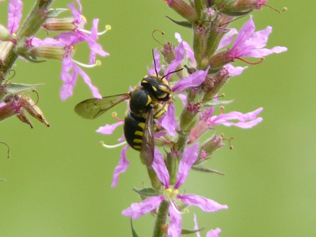 Sirfidae o Anthidium sp? (Anthidium)