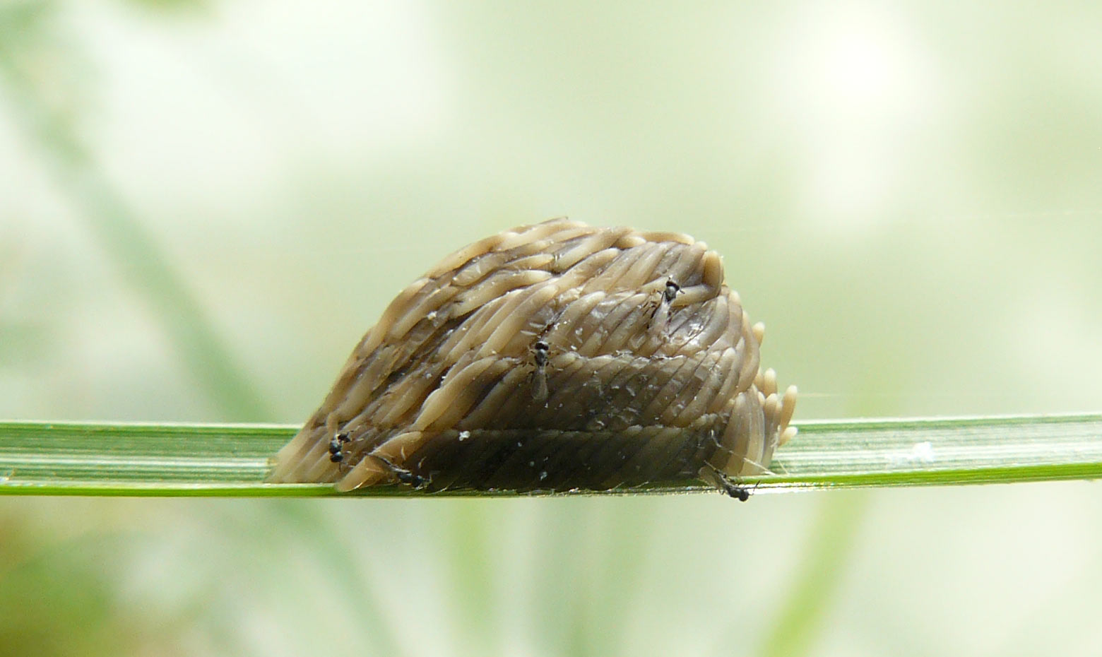 Ovatura di Tabanidae