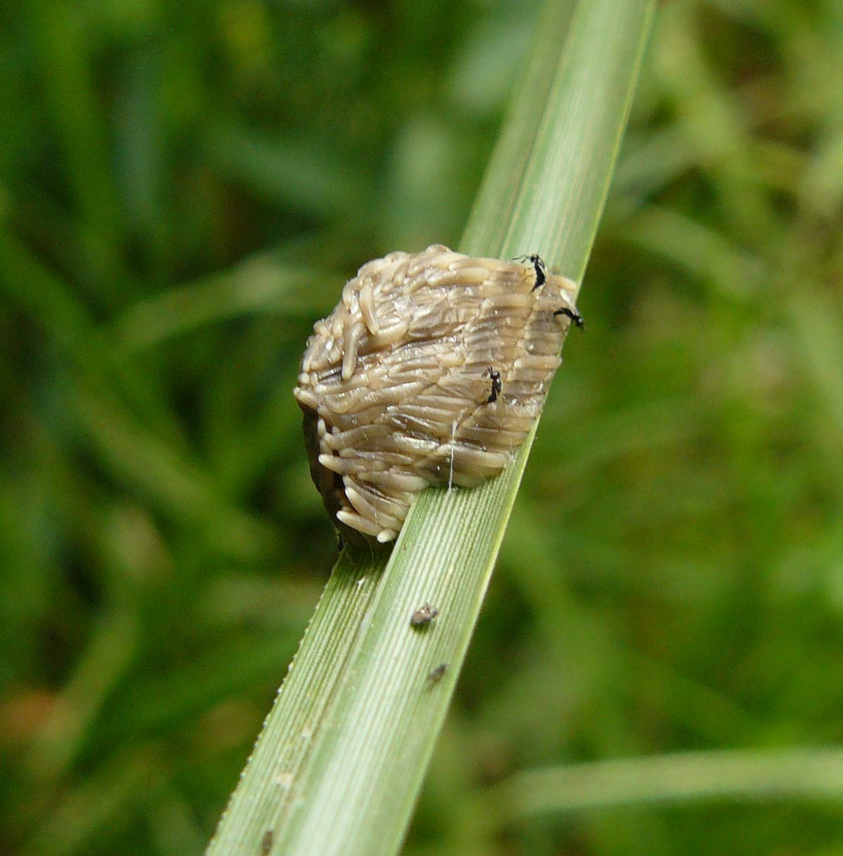 Ovatura di Tabanidae