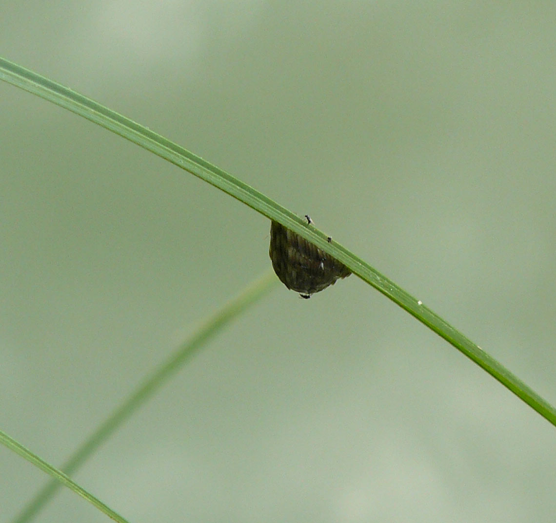 Ovatura di Tabanidae