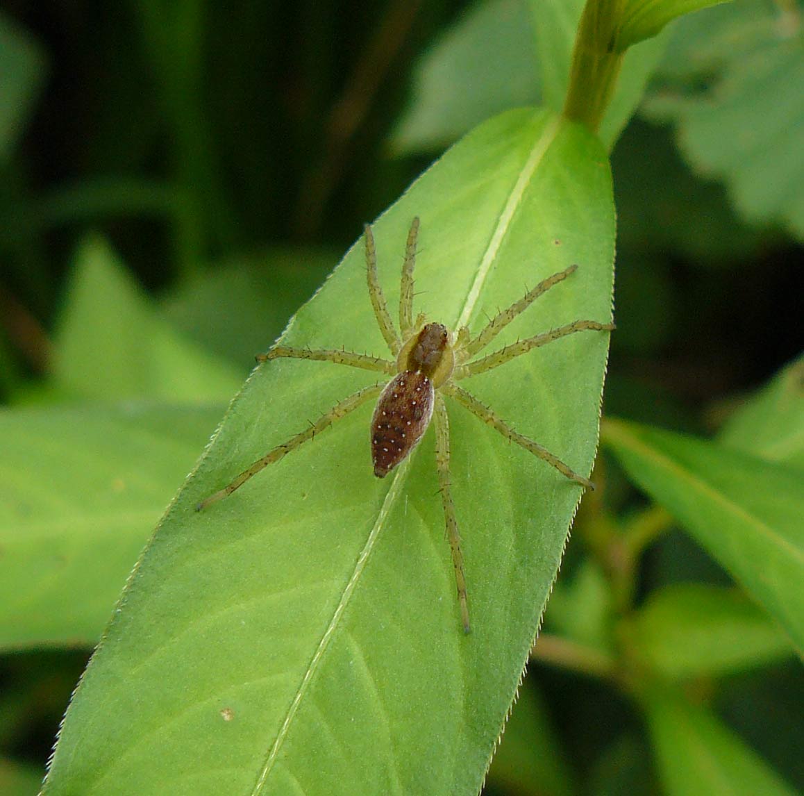 Dolomedes sp.