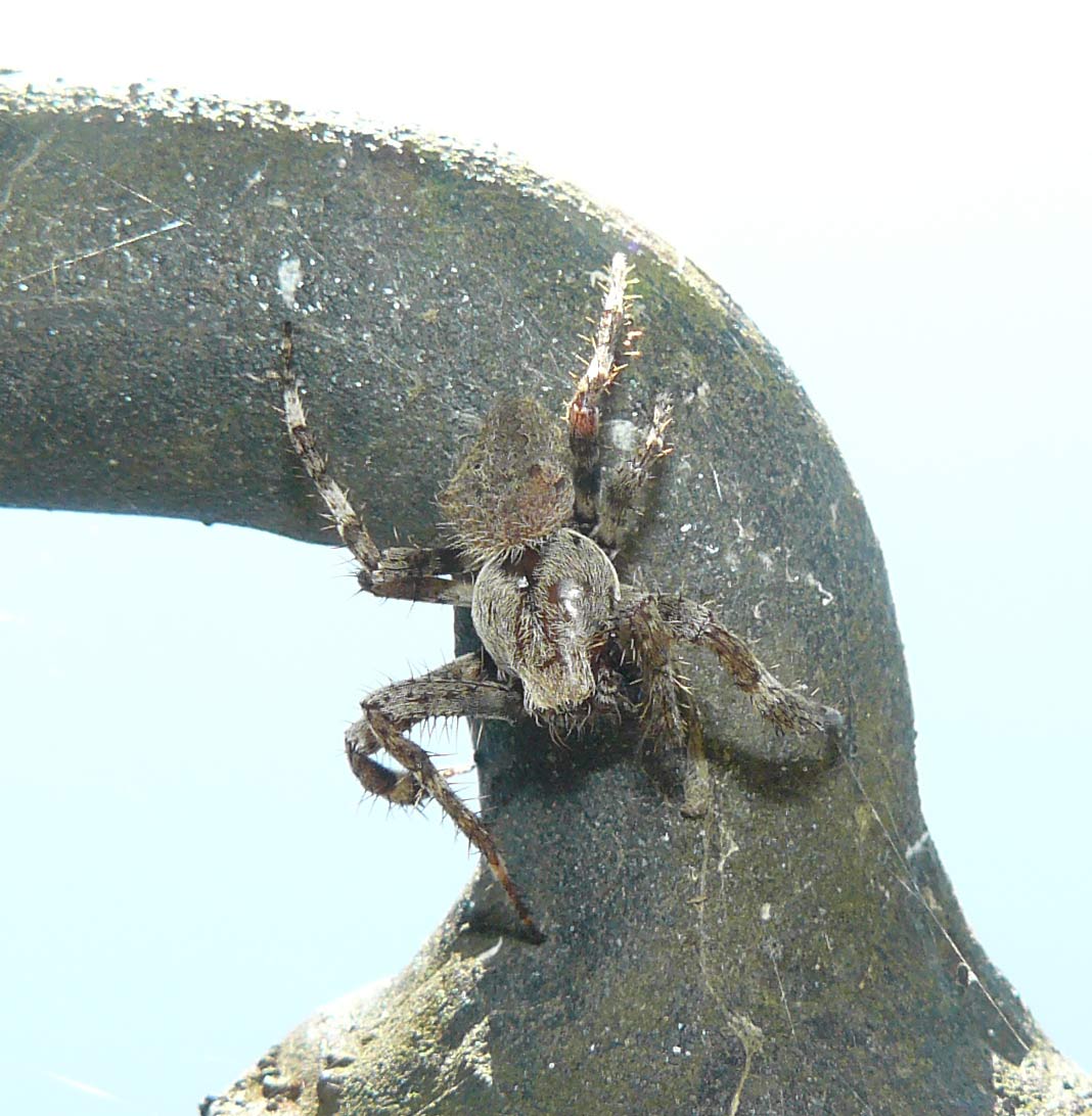 Araneus sp.