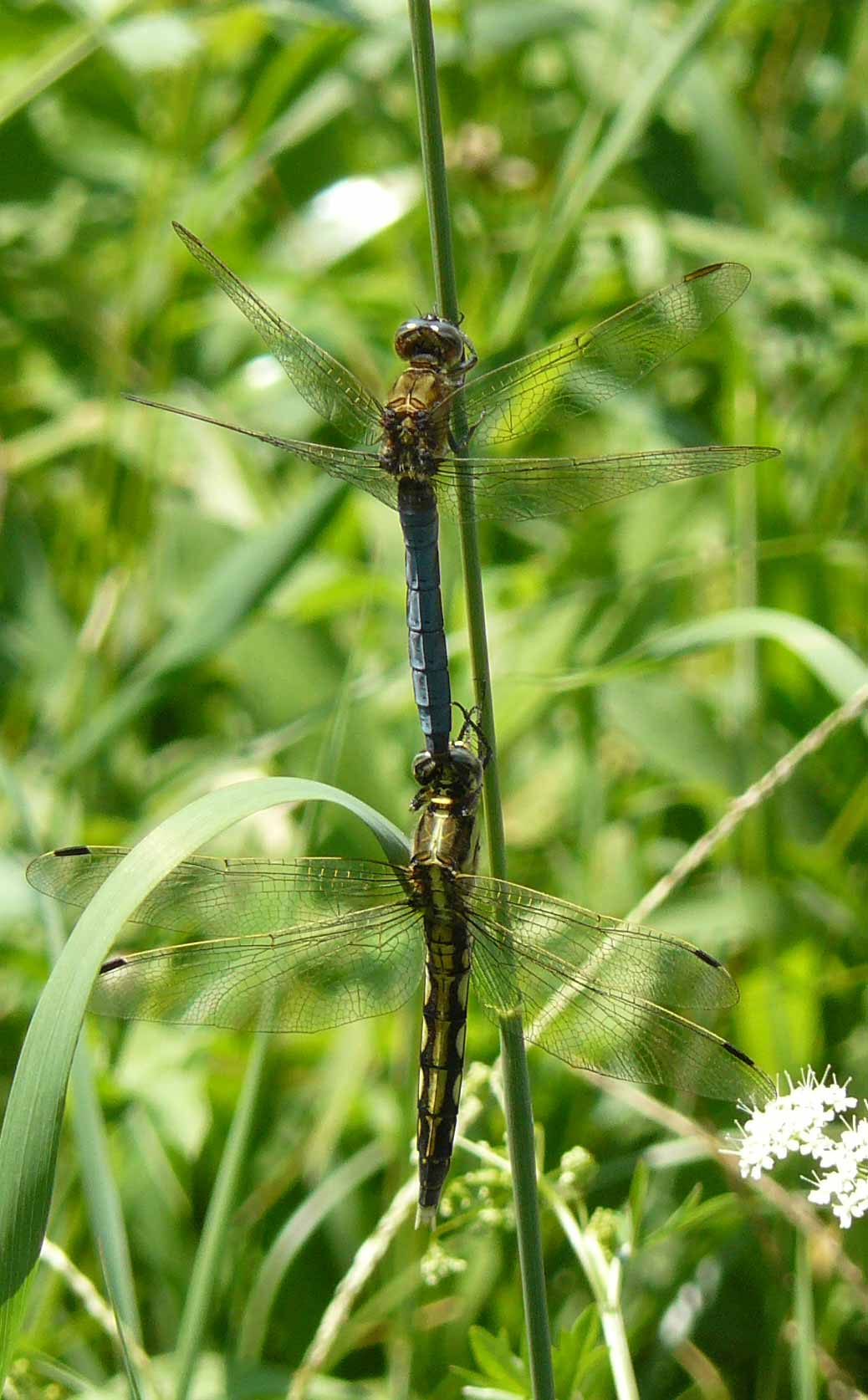 Orthetrum coerulescens ed O. albistylum