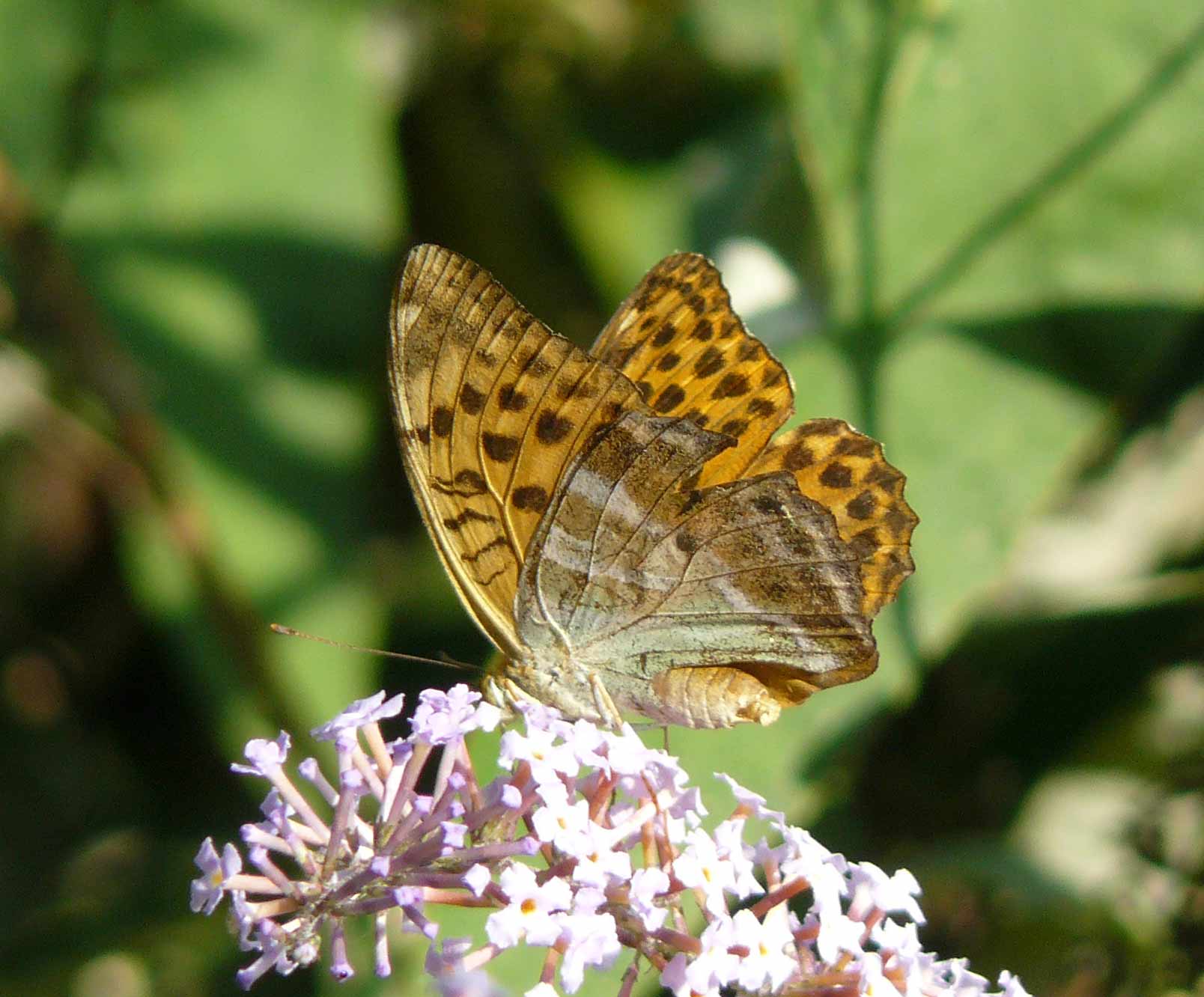 Argynnis paphia f ???