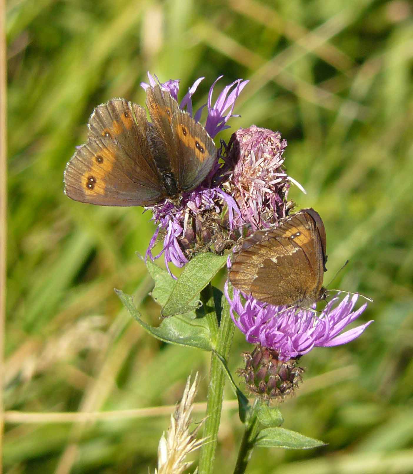 Erebia sp