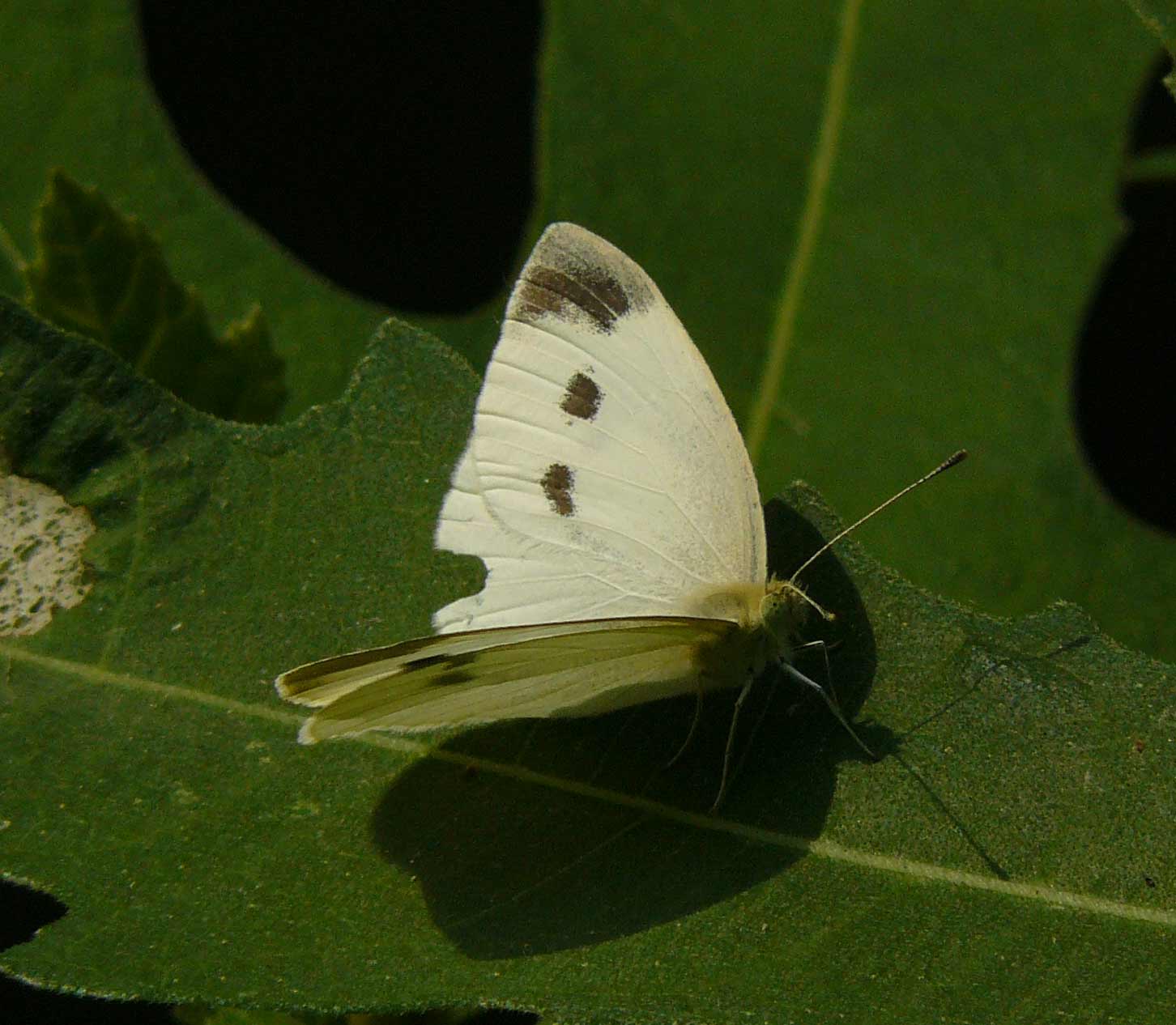 Pieris manii f ??