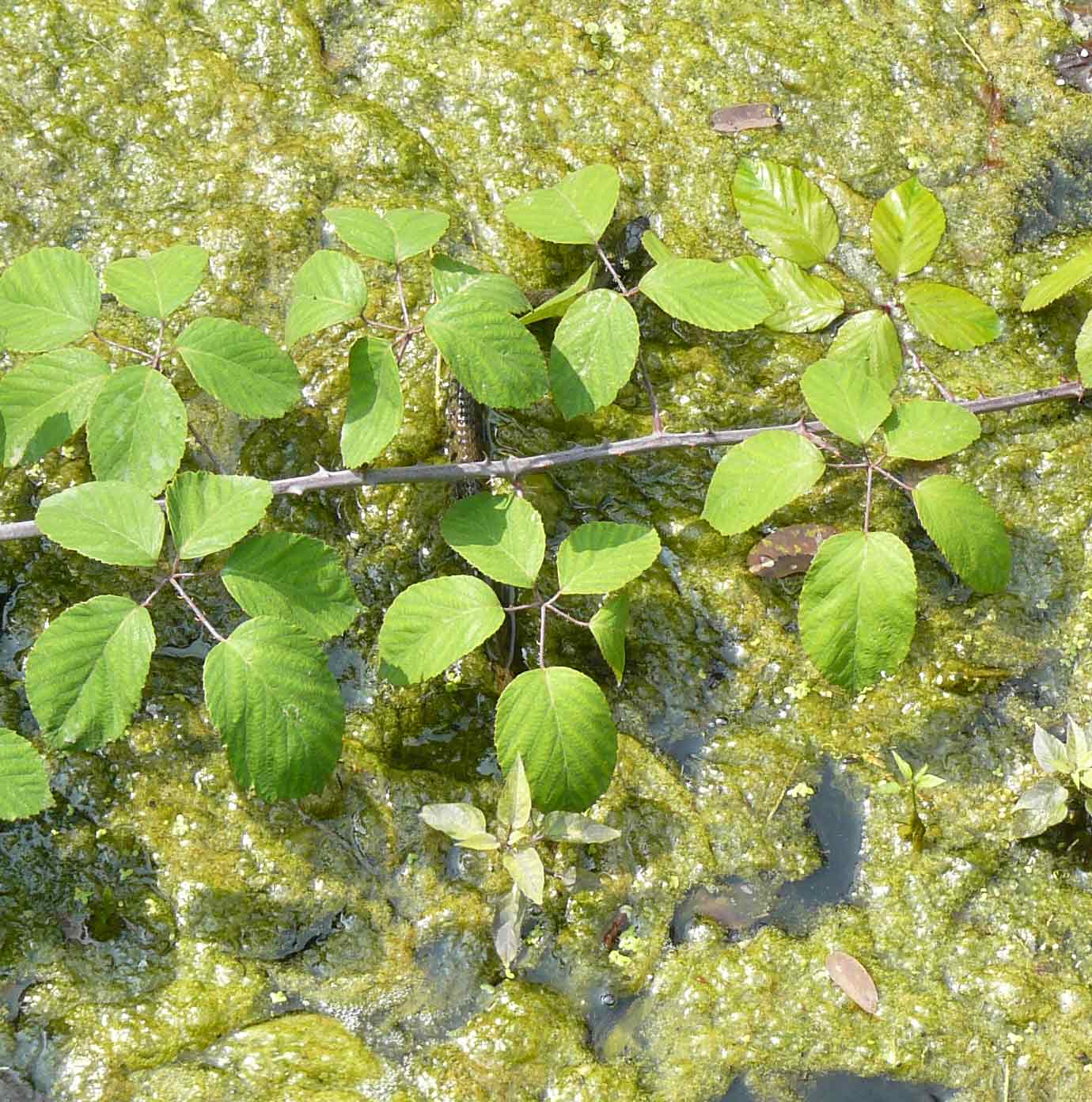 biscia d''acqua (Natrix natrix)