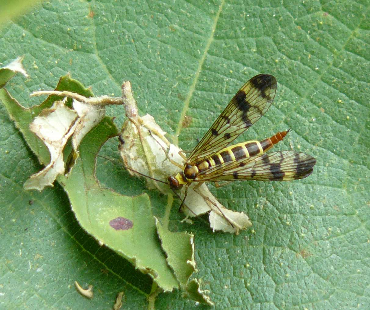 Panorpa cognata