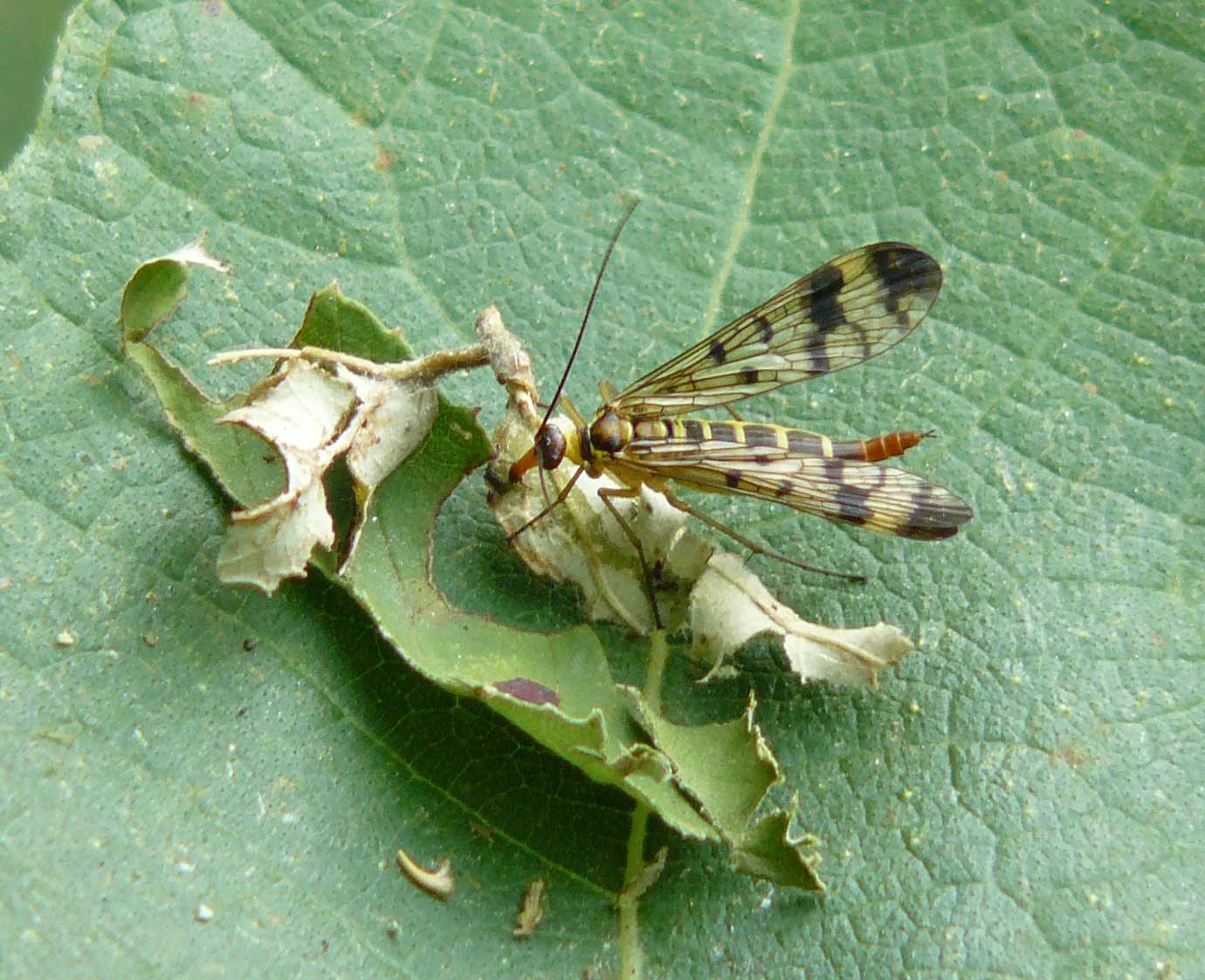 Panorpa cognata