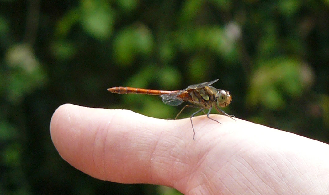 Sympetrum striolatum