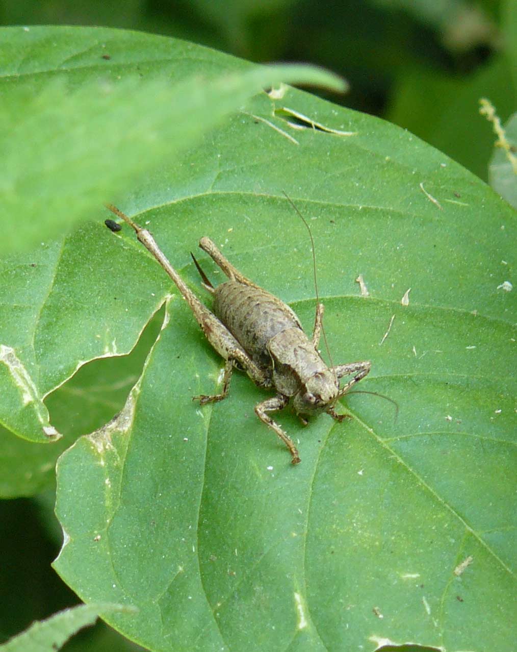 Pholidoptera griseoaptera?