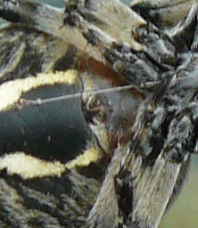 Larinioides cf. suspicax