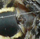 Larinioides cf. suspicax