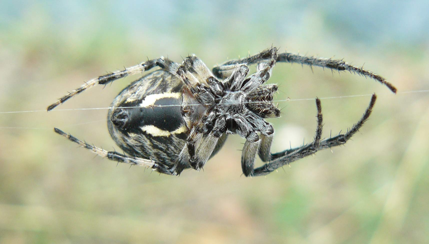 Larinioides cf. suspicax