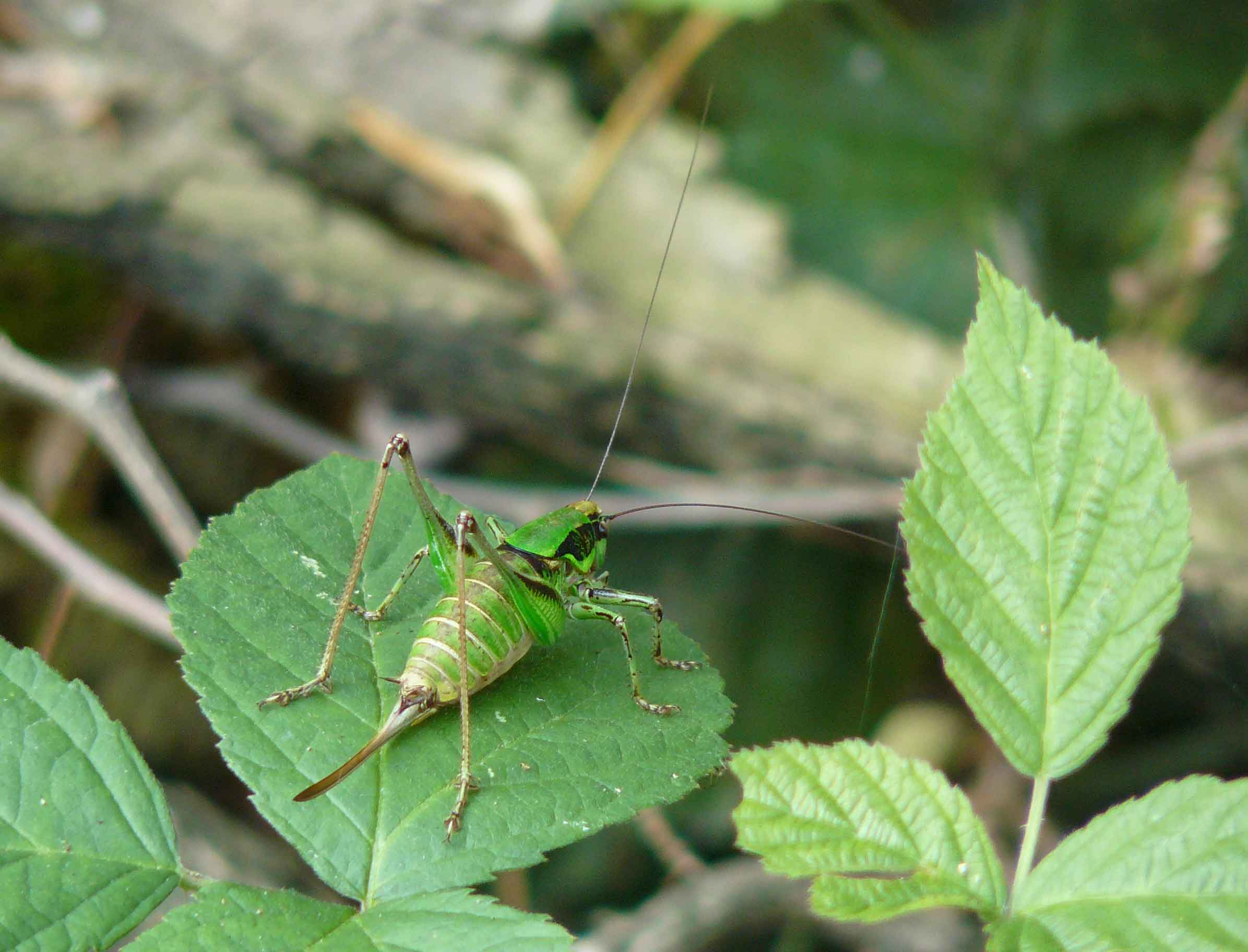 cavallette - Eupholidoptera chabrieri