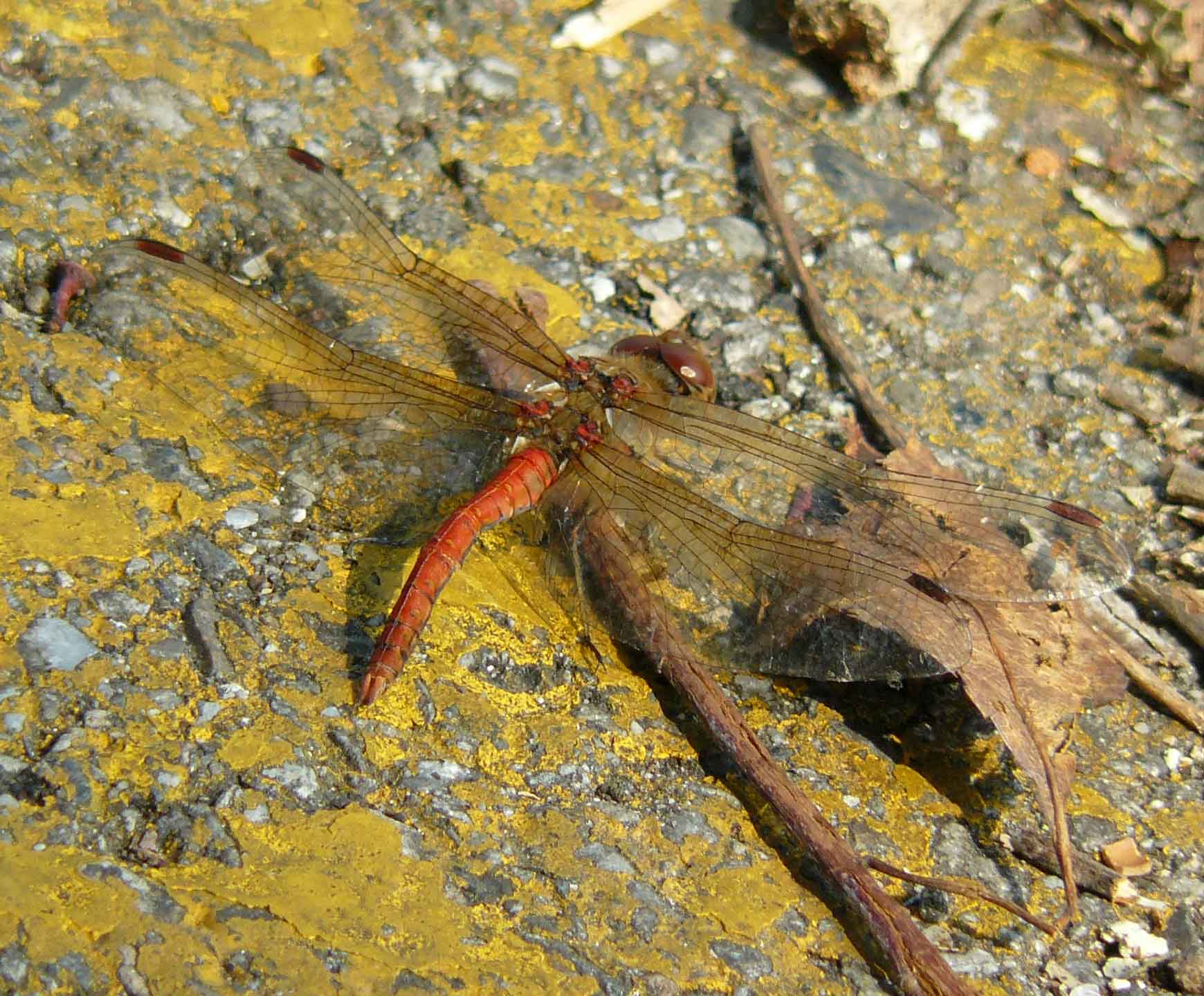 Sympetrum con ali gialle