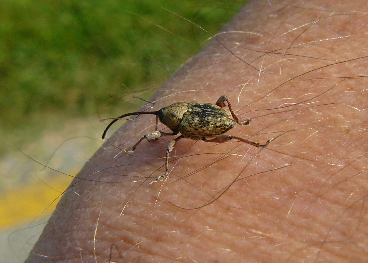 Curculionidae