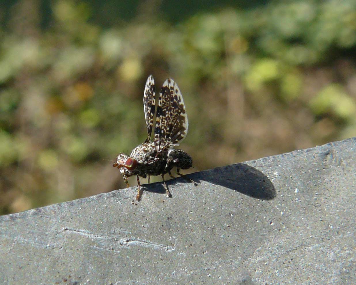 ??? - probabile Callopistromyia annulipes