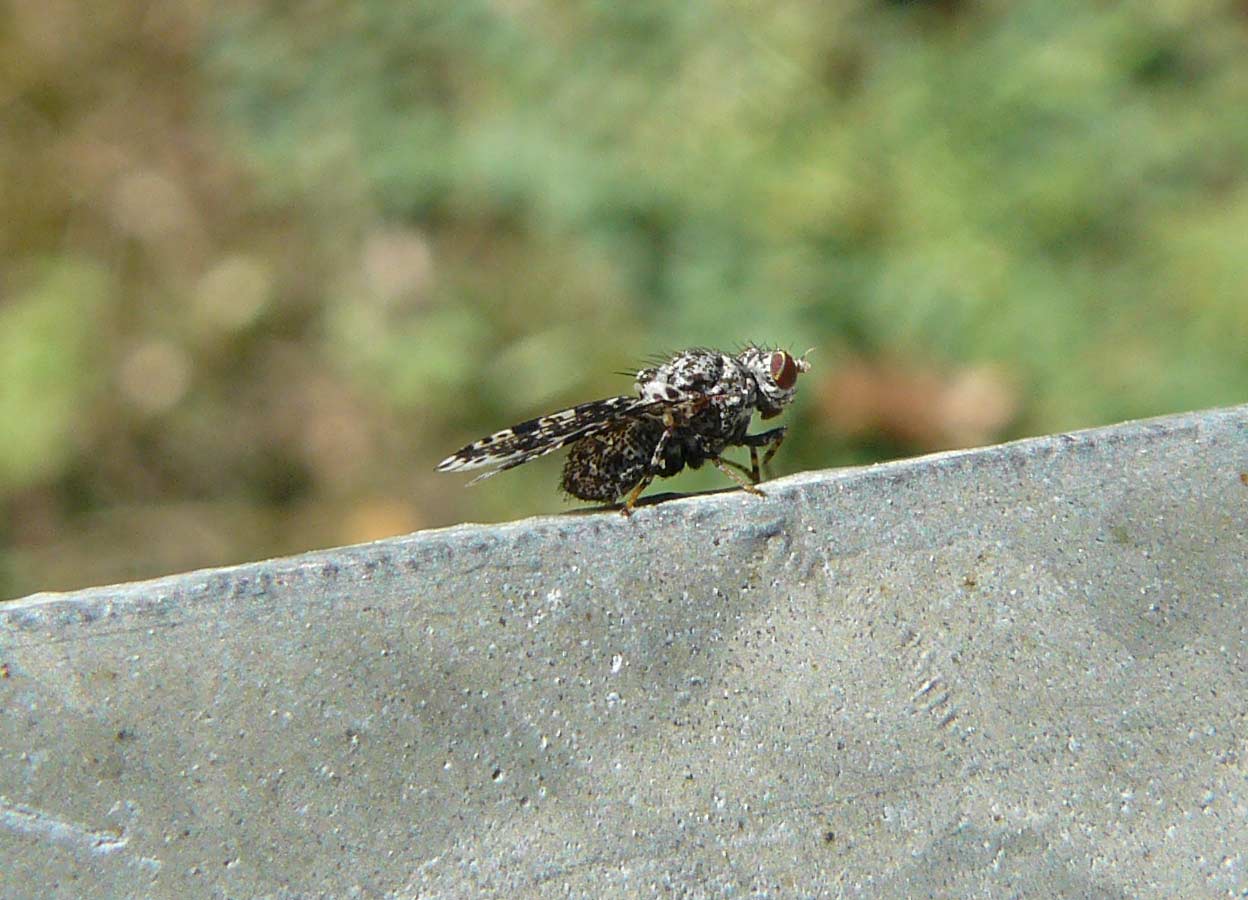 ??? - probabile Callopistromyia annulipes