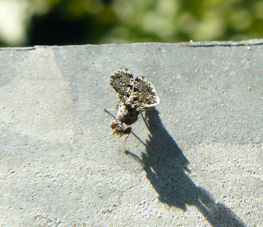 ??? - probabile Callopistromyia annulipes